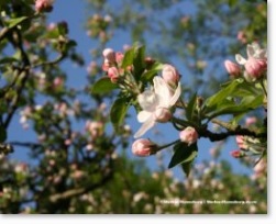 Apfelbaum in Magdeburg Thumnail