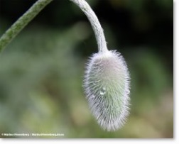 Wilder Mohn Thumnail