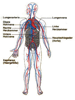 Blutkreislauf